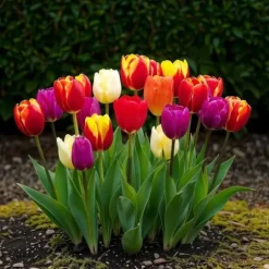 Hjärta av exotism blomsterlökar - Tulpaner Tulipa Triumph Mix (15 stycken) diameter 11-12cm