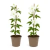 Hjärta Exotique - Klättrande Växter - Clematis montana Grandiflora - Vit -2-pack - Kruka 11cm