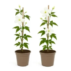 Hjärta Exotique - Klättrande Växter - Clematis montana Grandiflora - Vit -2-pack - Kruka 11cm