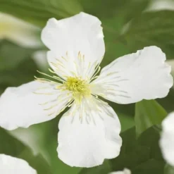 Hjärta Exotique - Klättrande Växter - Clematis montana Grandiflora - Vit -2-pack - Kruka 11cm