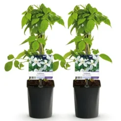 Hjärta Exotique - Klättrande Växter - Clematis montana Grandiflora - Vit -2-pack - Kruka 11cm