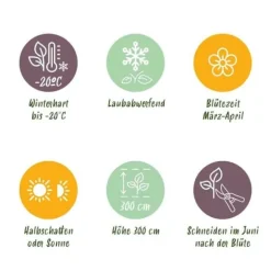 Hjärta Exotique - Klättrande Växter - Clematis montana Grandiflora - Vit -2-pack - Kruka 11cm