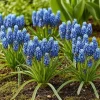 Hjärtat av exotism lökblommor - Muscari Armeniacum druvhyacint (50 stycken) diameter 8-9cm