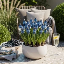 Hjärtat av exotism lökblommor - Muscari Armeniacum druvhyacint (50 stycken) diameter 8-9cm