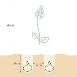 Hjärtat av exotism lökblommor - Muscari Armeniacum druvhyacint (50 stycken) diameter 8-9cm