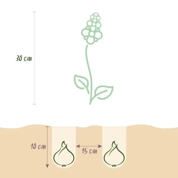 Hjärtat av exotism lökblommor - Muscari Armeniacum druvhyacint (50 stycken) diameter 8-9cm