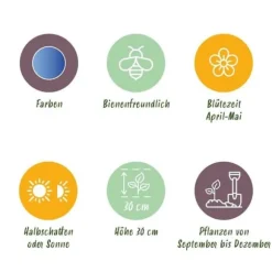 Hjärtat av exotism lökblommor - Muscari Armeniacum druvhyacint (50 stycken) diameter 8-9cm