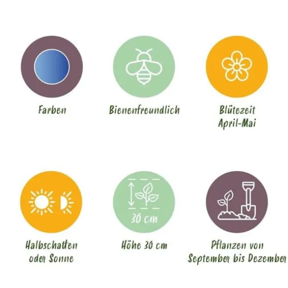 Hjärtat av exotism lökblommor - Muscari Armeniacum druvhyacint (50 stycken) diameter 8-9cm