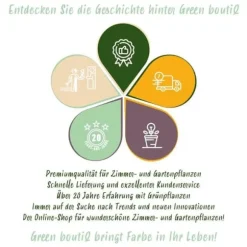 Hjärtat av exotism lökblommor - Muscari Armeniacum druvhyacint (50 stycken) diameter 8-9cm