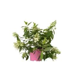 Hortensia - Hydrangea paniculata 'Confetti' - Höjd 25-40cm - ⌀19cm