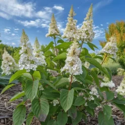 Hortensia - Hydrangea paniculata 'Confetti' - Höjd 25-40cm - ⌀19cm