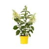 Hortensia - Hydrangea paniculata 'Candlelight' - Höjd 25-40cm - ⌀19cm