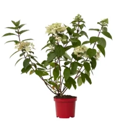 Hortensia - Hydrangea paniculata 'Wim's Red' - Höjd 25-40cm - ⌀19cm