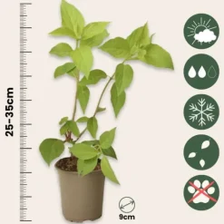 Hortensia - Set om 24 - Hortensia paniculata - Höjd 25-35cm - ⌀9cm