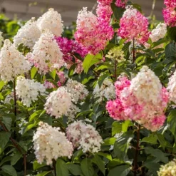 Hortensia - Set om 3 - Hortensia paniculata - Höjd 25-35cm - ⌀9cm