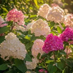 Hortensia - Set om 3 - Hortensia paniculata - Höjd 25-35cm - ⌀9cm