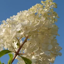 Hortensia - Set om 3 - Hortensia paniculata - Höjd 25-35cm - ⌀9cm