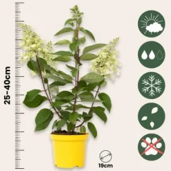 Hortensia - Set om 2 - Hydrangea paniculata 'Candlelight' - Höjd 25-40cm - ⌀19cm