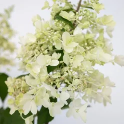 Hortensia - Set om 2 - Hydrangea paniculata 'Candlelight' - Höjd 25-40cm - ⌀19cm