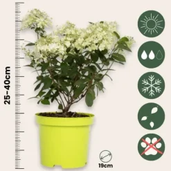 Hortensia - Set om 2 - Hydrangea paniculata 'Bobo' - Höjd 25-40cm - ⌀19cm