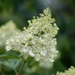 Hortensia - Set om 2 - Hydrangea paniculata 'Bobo' - Höjd 25-40cm - ⌀19cm