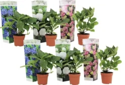 Hortensia - Set om 6 - Hydrangea macrophylla - Höjd 25-40cm - ⌀10,5cm
