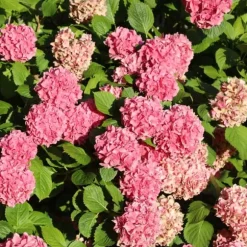 Hortensia - Set om 6 - Hydrangea macrophylla - Höjd 25-40cm - ⌀10,5cm