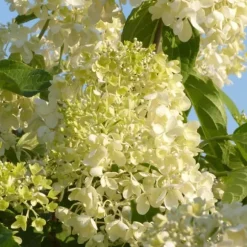 Hortensia - Set om 6 - Hydrangea macrophylla - Höjd 25-40cm - ⌀10,5cm