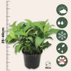 Hortensia - Set om 2 - Hydrangea serrata 'Summerglow' - Höjd 25-40cm - ⌀19cm