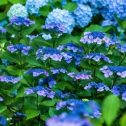 Hortensia - Set om 2 - Hydrangea serrata 'Summerglow' - Höjd 25-40cm - ⌀19cm