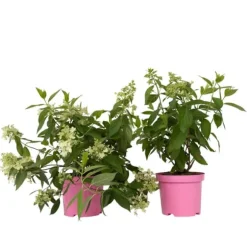 Hortensia - Set om 2 - Hydrangea paniculata 'Confetti' - Höjd 25-40cm - ⌀19cm