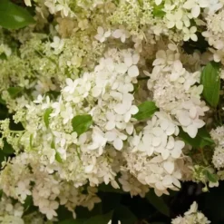 Hortensia - Set om 2 - Hydrangea paniculata 'Confetti' - Höjd 25-40cm - ⌀19cm