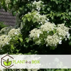 Hortensia - Set om 6 - Hydrangea anomale petiolaris - Höjd 25-40cm - ⌀9cm