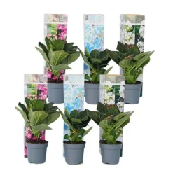 Hortensia - Set om 6 - Hydrangea macrophylla - Höjd 25-40cm - ⌀9cm
