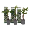 Hortensia - Set om 3 - Hydrangea anomale petiolaris - Höjd 25-40cm - ⌀9cm