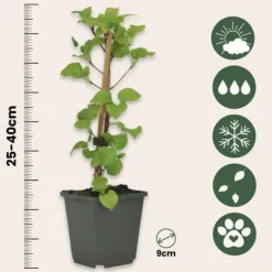 Hortensia - Set om 3 - Hydrangea anomale petiolaris - Höjd 25-40cm - ⌀9cm