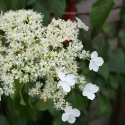 Hortensia - Set om 3 - Hydrangea anomale petiolaris - Höjd 25-40cm - ⌀9cm