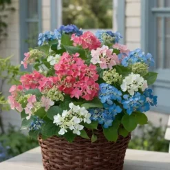 Hortensia - Set om 3 - Hydrangea macrophylla - Höjd 25-40cm - ⌀9cm