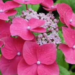 Hortensia - Set om 3 - Hydrangea macrophylla - Höjd 25-40cm - ⌀9cm