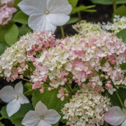 Hortensia - Set om 3 - Hydrangea macrophylla - Höjd 25-40cm - ⌀9cm