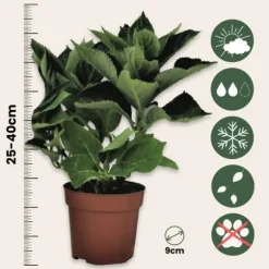 Hortensia - Set om 3 - Hydrangea macrophylla 'Wudu' - Höjd 25-40cm - ⌀9cm