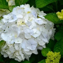 Hortensia - Set om 3 - Hydrangea macrophylla 'Wudu' - Höjd 25-40cm - ⌀9cm
