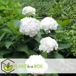 Hortensia - Set om 3 - Hydrangea macrophylla 'Wudu' - Höjd 25-40cm - ⌀9cm