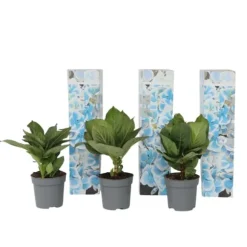 Hortensia - Set om 3 - Hydrangea macrophylla 'Bavaria' - Höjd 25-40cm - ⌀9cm