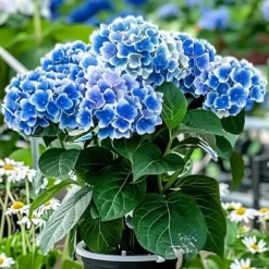 Hortensia - Set om 3 - Hydrangea macrophylla 'Bavaria' - Höjd 25-40cm - ⌀9cm
