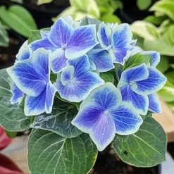 Hortensia - Set om 3 - Hydrangea macrophylla 'Bavaria' - Höjd 25-40cm - ⌀9cm