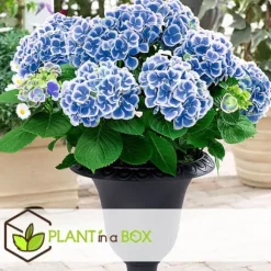 Hortensia - Set om 3 - Hydrangea macrophylla 'Bavaria' - Höjd 25-40cm - ⌀9cm