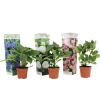 Hortensia - Set om 3 - Hydrangea macrophylla - Höjd 25-40cm - ⌀9cm
