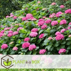 Hortensia - Set om 3 - Hydrangea macrophylla - Höjd 25-40cm - ⌀9cm