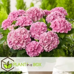 Hortensia - Set om 3 - Hydrangea macrophylla - Höjd 25-40cm - ⌀9cm